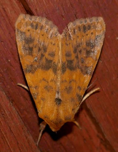 Réf. 267 528 : Xanthia gilvago